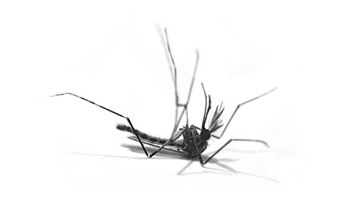 Mosquito muerto lámpara antimosquitos Lidl