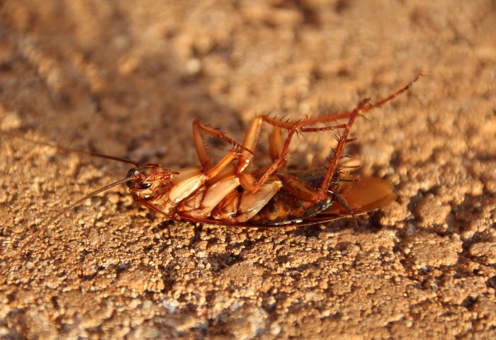 bicarbonato cucaracha insecticida