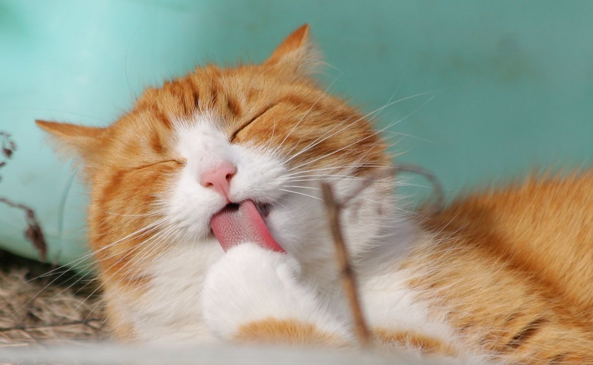gato arena bicarbonato