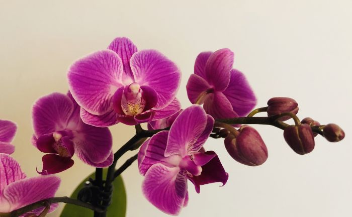 Orquídea Aldi